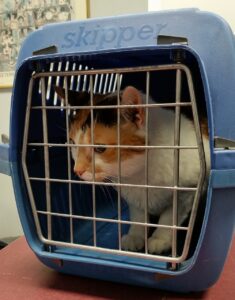cat, carrier, animal